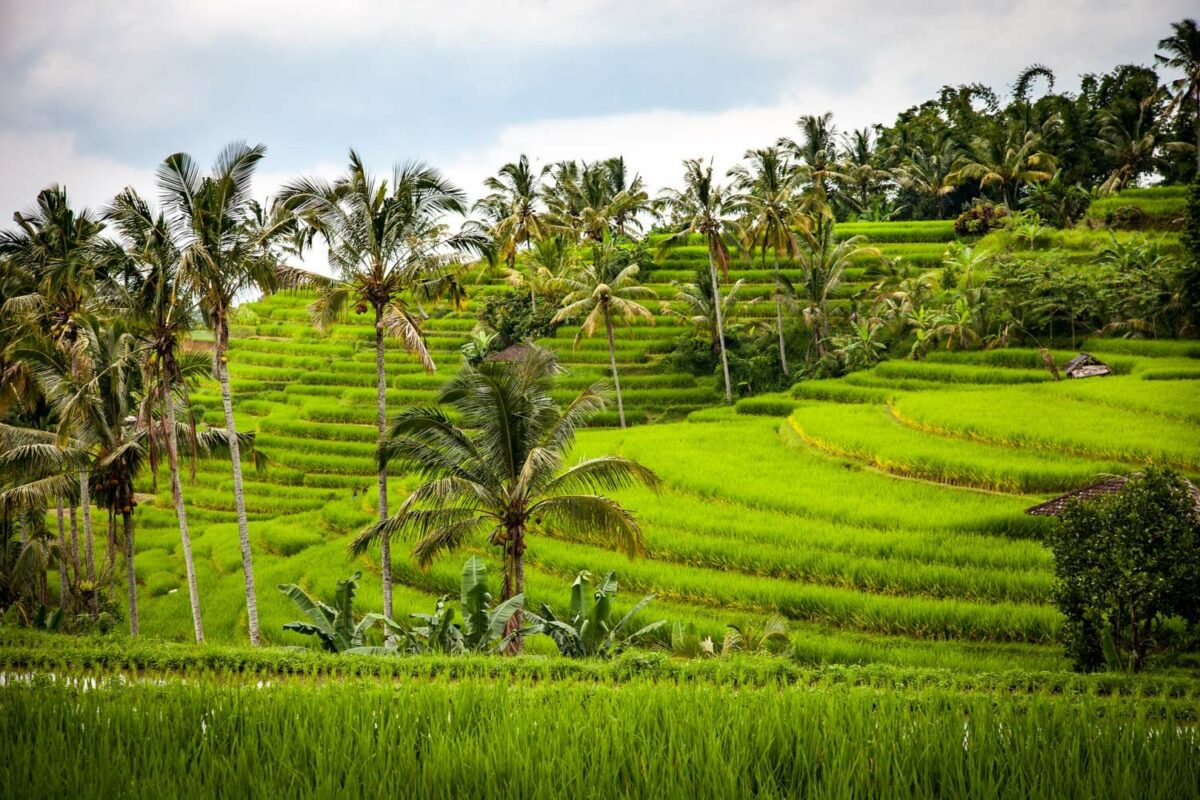 Reisterrassen Bali