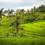 Reisterrassen Bali
