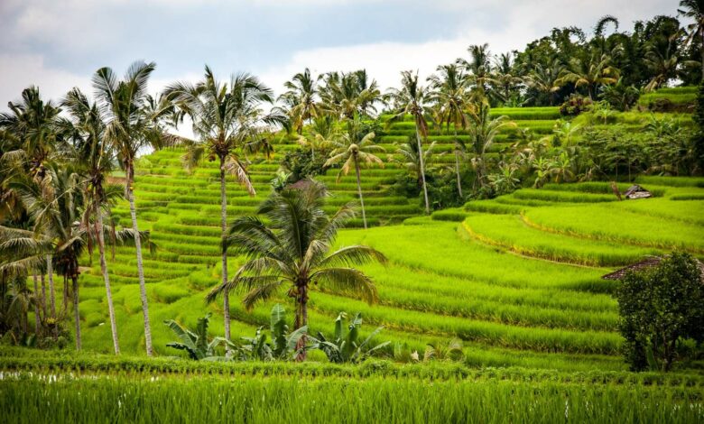 Reisterrassen Bali