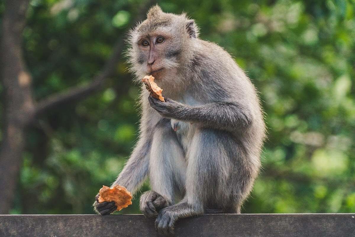 Affe im Monkey Forest Ubud