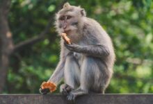 Affe im Monkey Forest Ubud