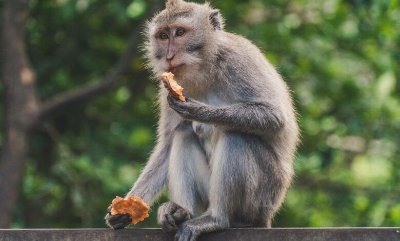 Affe im Monkey Forest Ubud