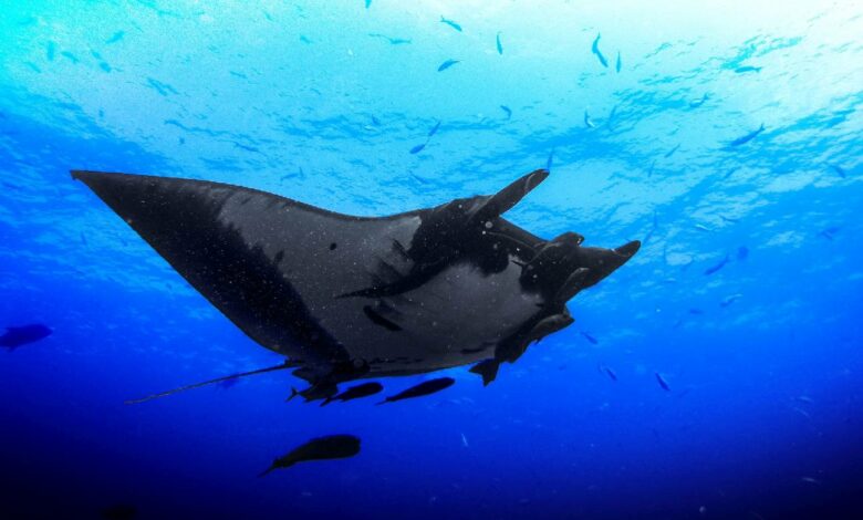 Tauchen rund um Nusa Lembongan und Nusa Penida
