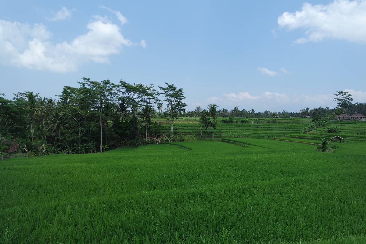Reisfelder in Ubud
