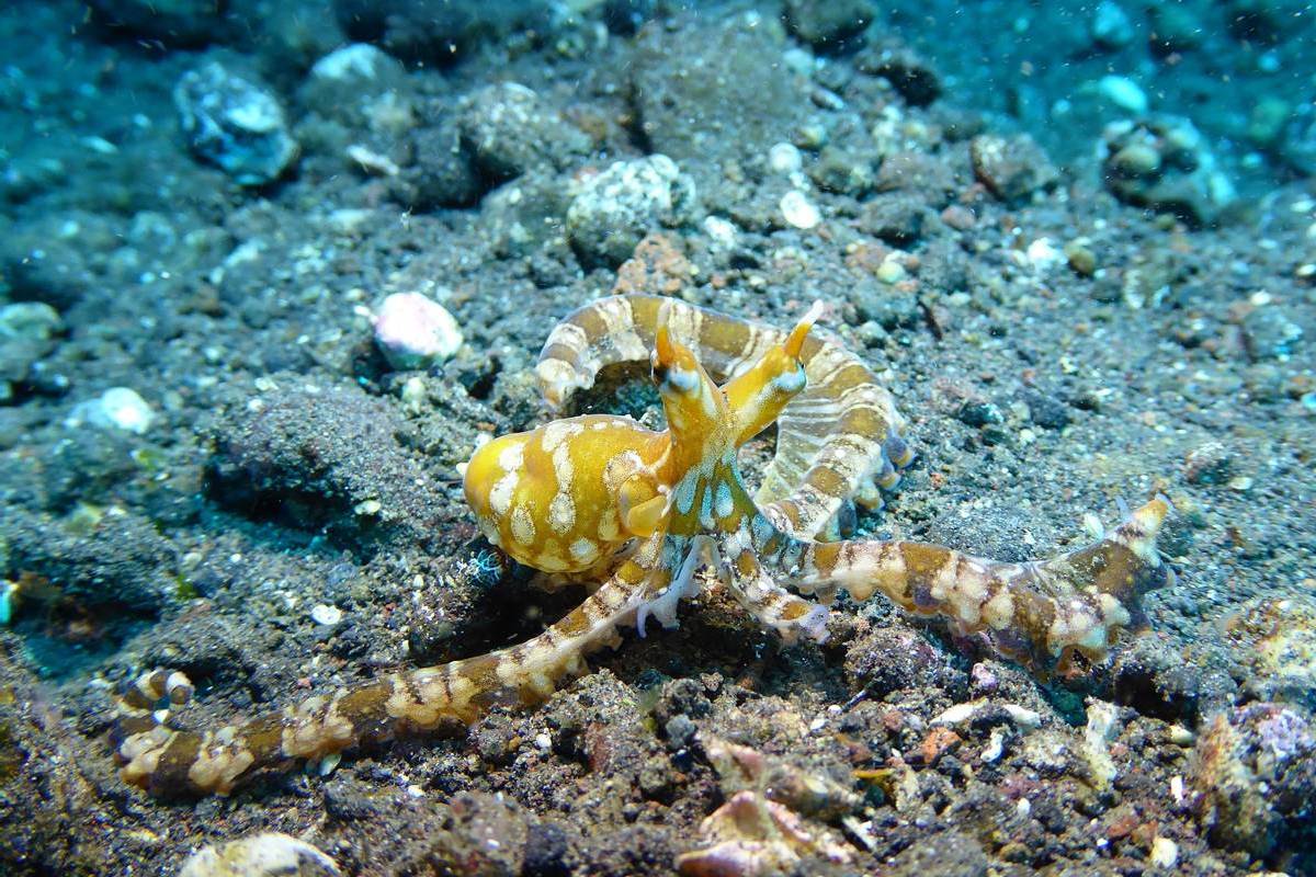 Tauchen im Norden von Bali