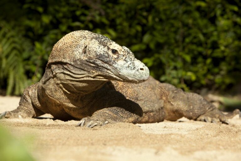 Bali Reptile Park Von Echsen, Schlangen und Krokodilen