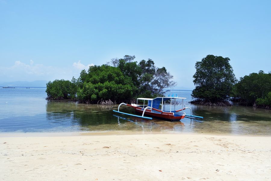 Mangroven auf Nusa Lembongan