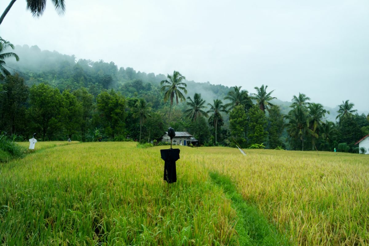 Munduk auf Bali