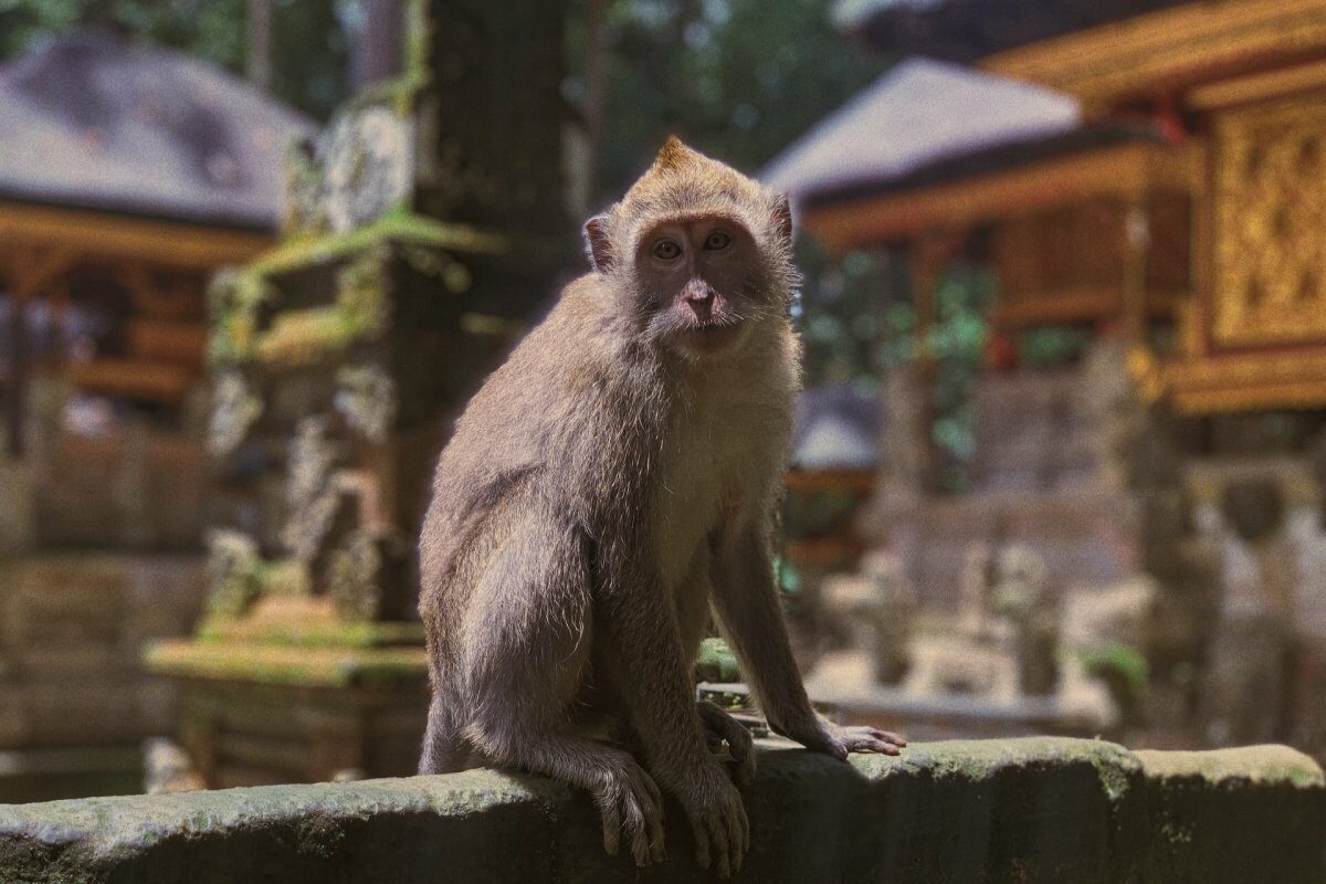 Sangeh Monkey Forest auf Bali