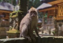 Sangeh Monkey Forest auf Bali