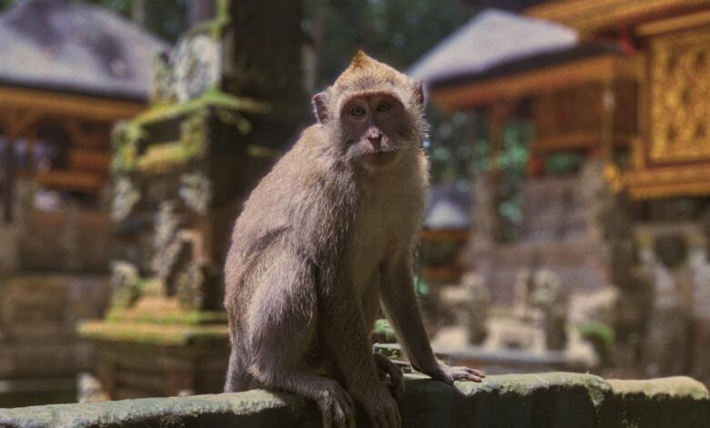 Sangeh Monkey Forest auf Bali
